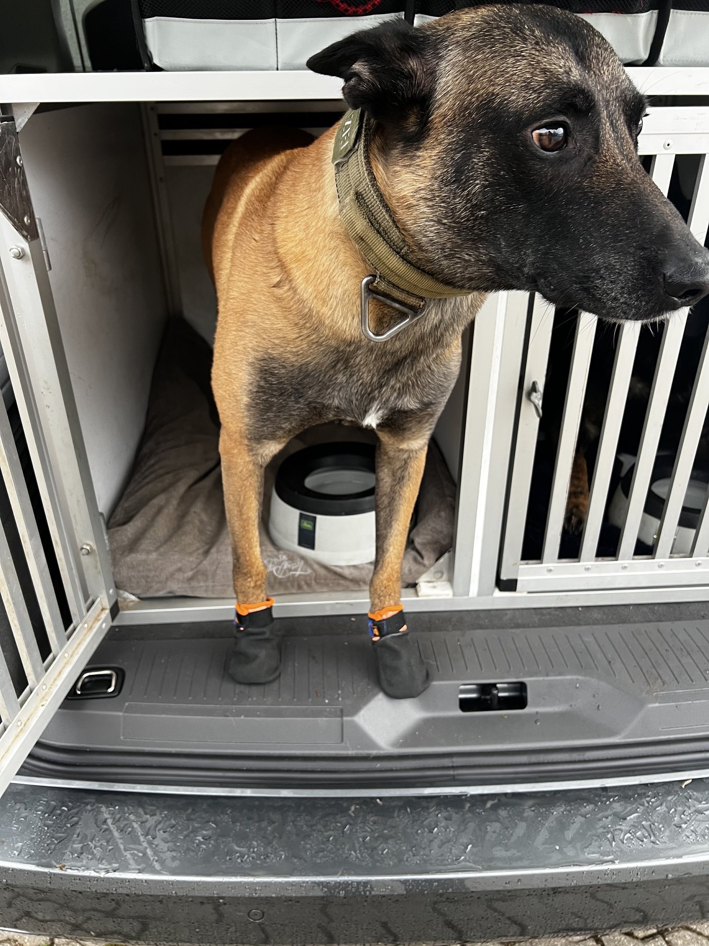 Hund an der Autobox
