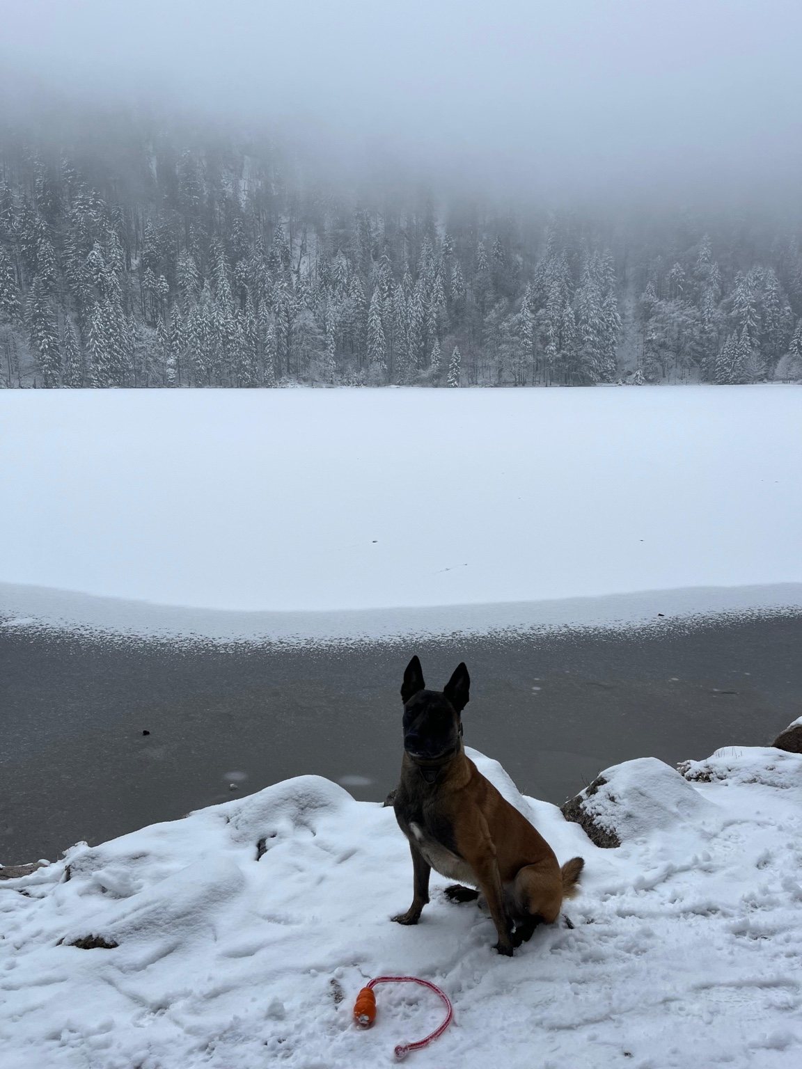 Malinois beim Außentraining am See